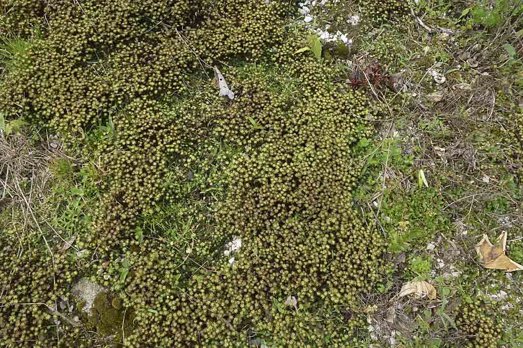 Marchantia polymorpha